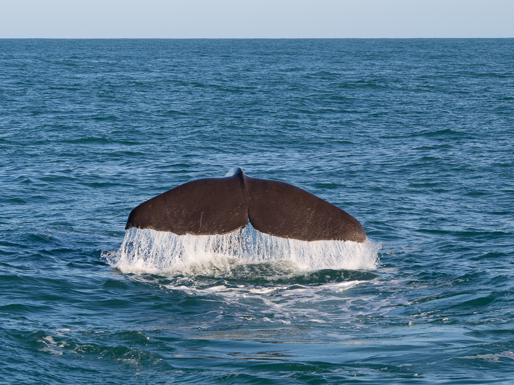 Kaikoura – Früher Walfang, heute Whale Watching